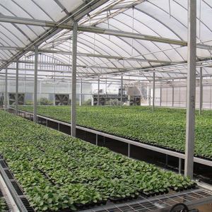 连栋花卉国产精品放荡VIDEOS麻豆街